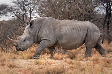 largest rhinoceros in the world.